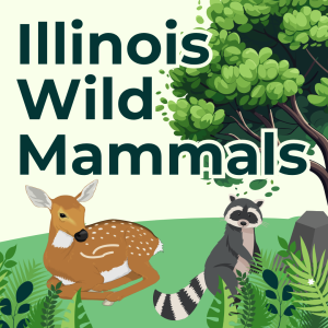Illinois Wild Mammals